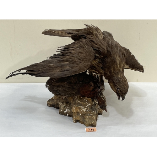 146 - Vintage Taxidermy. A Spanish eagle and prey. Bears stamp of Antonio Vela. Morales to underside. 20