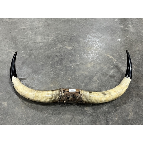 212 - A pair of mounted cow horns. 30