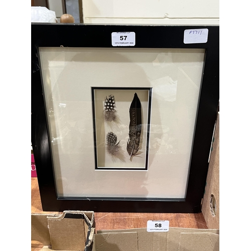 57 - Three framed gamebird feathers in single frame.