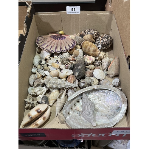 58 - A box of seashells.