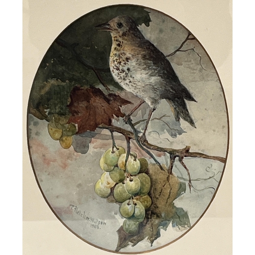 295 - PILFORD FLETCHER WATSON, RBA. BRITISH 1842-1907. A bird on a vine. Signed and dated 1886. Watercolou... 