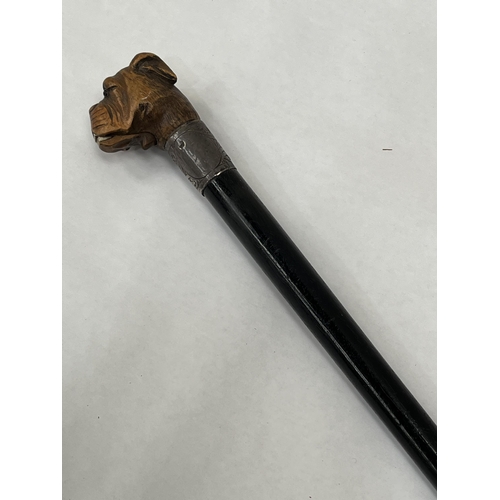 151 - A Victorian walking cane with silver collar (split); the boxwood pommel carved as a bulldog head wit... 