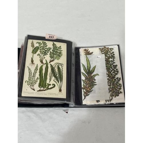 247 - An album of over 120 early 20th Century cards, all depicting ferns and other botanicals.