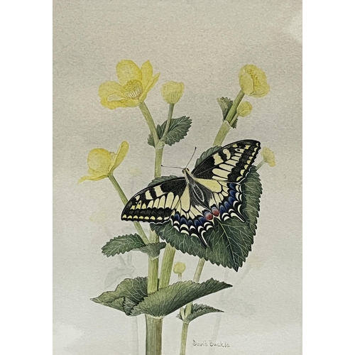 277 - DAVID BUCKLE. BRITISH 20TH CENTURY (ROYAL WORCESTER ARTIST) Three botanical studies with butterflies... 