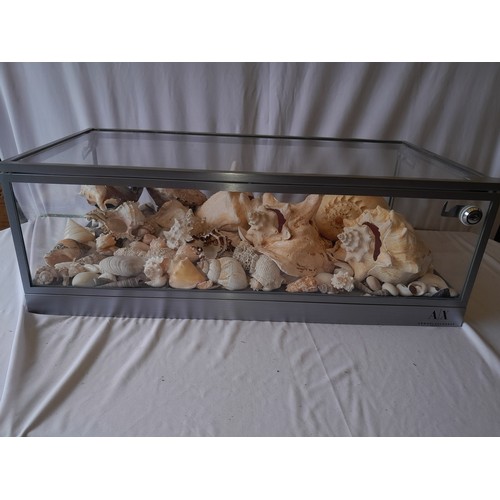 55 - Designer Armani Exchange display case in pespex - containg a large collection of Eastern seashells. ... 
