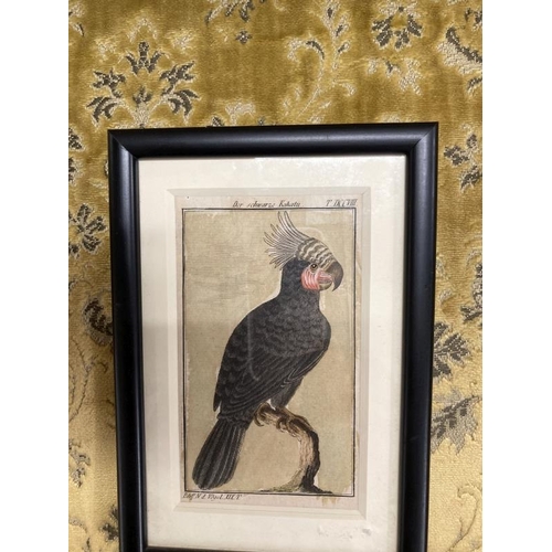 148 - 20th cent. Ink wash, Roman skyline, framed and glazed. 14ins. x 11½ins, print of a black cockatoo af... 