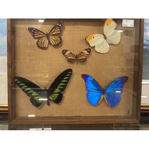 266 - Taxidermy: Butterflies sixteen cases of butterflies in glazed frames. Case of sixteen, glass A/F, ca... 