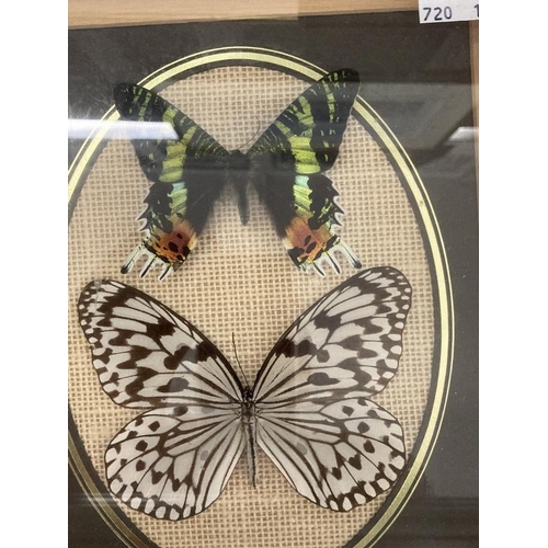 266 - Taxidermy: Butterflies sixteen cases of butterflies in glazed frames. Case of sixteen, glass A/F, ca... 