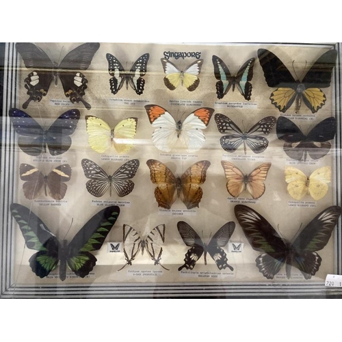 266 - Taxidermy: Butterflies sixteen cases of butterflies in glazed frames. Case of sixteen, glass A/F, ca... 