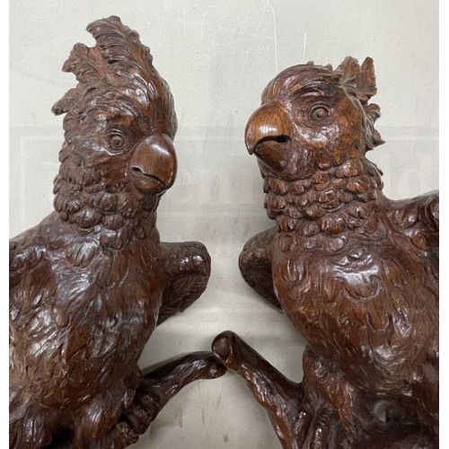 101 - Late 19th cent. Walnut carved decorative parakeets, a pair. 18ins.