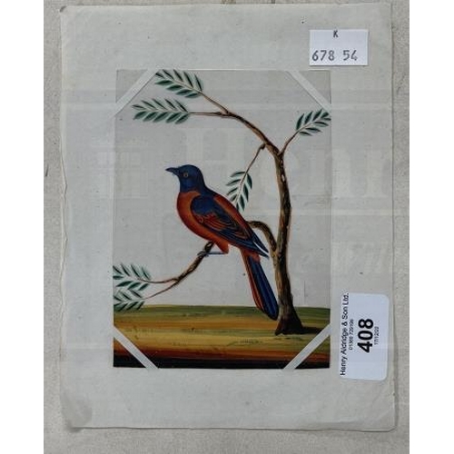 408 - Company School: 19th cent. Indian mica paintings of birds, two of exotic birds on branches and anoth... 