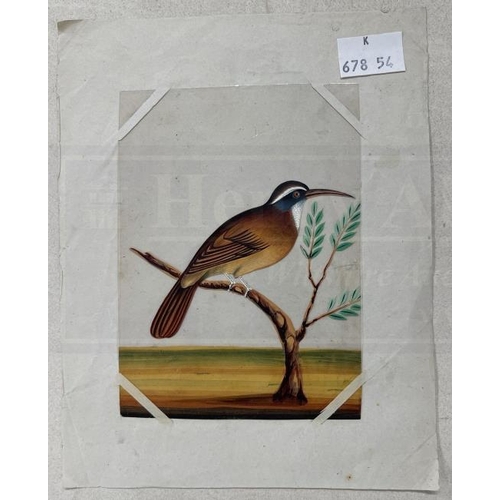 408 - Company School: 19th cent. Indian mica paintings of birds, two of exotic birds on branches and anoth... 