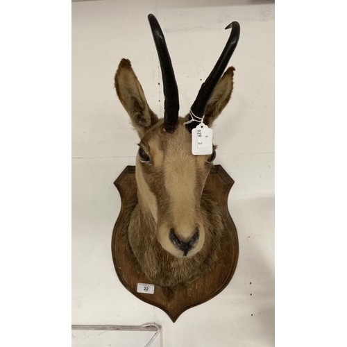 22 - Taxidermy: Stag's head and a mounted ibex. (2)