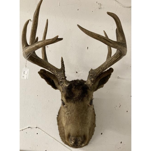 22 - Taxidermy: Stag's head and a mounted ibex. (2)