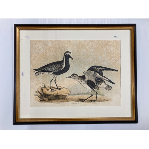 148 - Coloured etching of Kittiwakes in a natural setting, 17ins. x 23ins. and a Grey Lapwing, 22ins. x 16... 