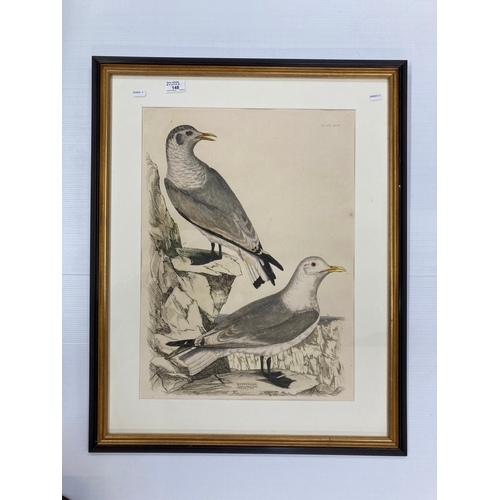 148 - Coloured etching of Kittiwakes in a natural setting, 17ins. x 23ins. and a Grey Lapwing, 22ins. x 16... 