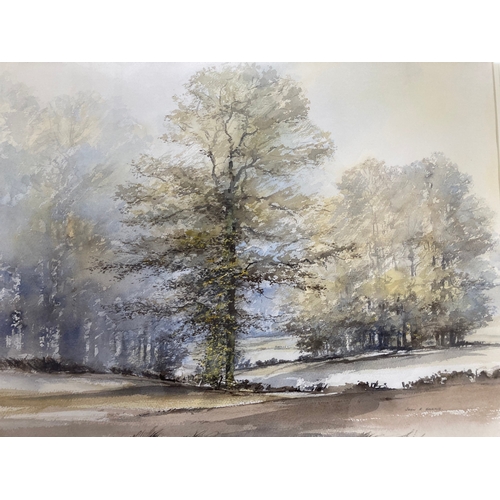 169 - English School: John R Harris. Watercolour 'Tall Oak' framed and glazed, signed lower right. 67cm. x... 