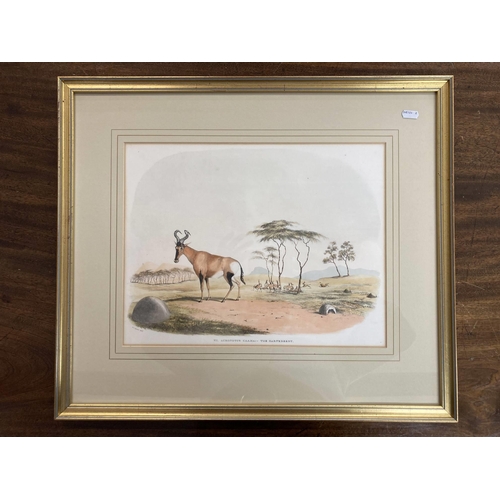 154 - Frank Howard (British 1805-1866): Lithographs of African game and wild animals c1840-2, hand-coloure... 