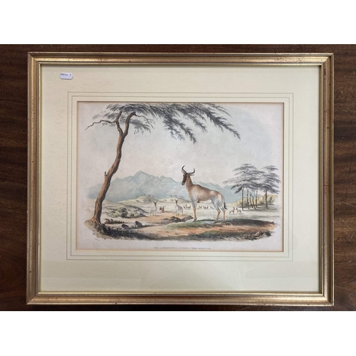 155 - Frank Howard (British 1805-1866): Lithographs of African game and wild animals c1840-2, hand-coloure... 