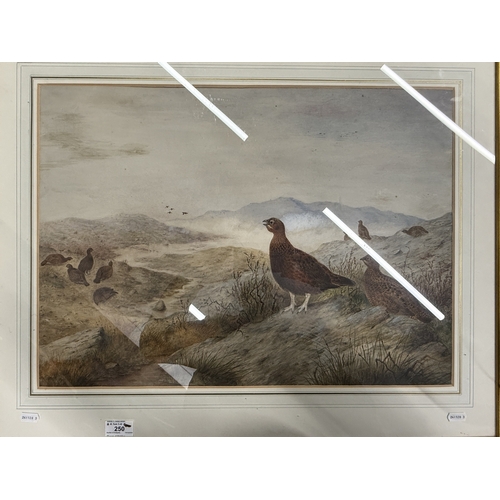 250 - Pictures Pictures: Scottish school watercolour. Red grouse, label on verso states 'AU Cleam' Has bee... 