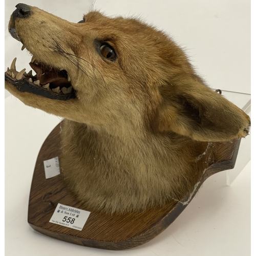 558 - Taxidermy: Early 20th century fox mask mounted on a plaque.