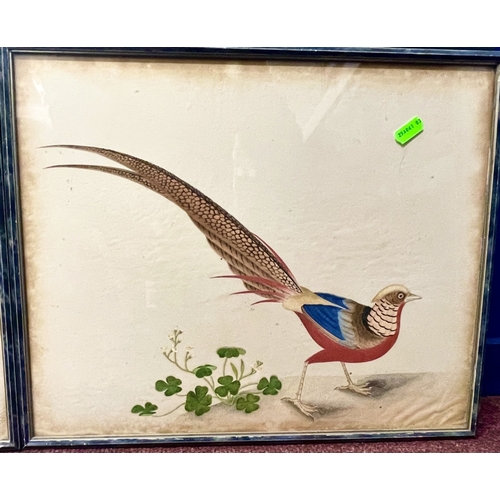 595 - Artwork: An early 19th century Chinese watercolour of a golden pheasant, walking next to a plant, fr... 