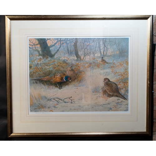 21 - Pictures Four prints of Archibald Thorburn watercolours of game birds, including pheasants and partr... 