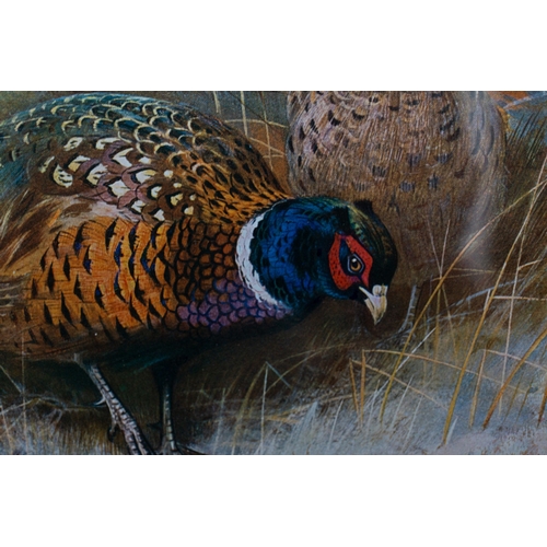 21 - Pictures Four prints of Archibald Thorburn watercolours of game birds, including pheasants and partr... 