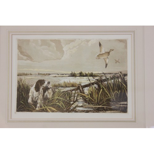 232 - 20th century school- etching of spaniel following ducks, 21cm x 39cm.