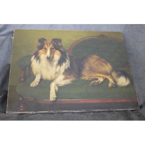 199 - Victorian school - portrait of a recumbent rough collie dog, on a Victorian settee, oil on canvas, u... 