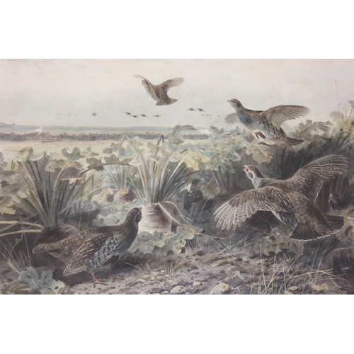 314 - After Archibald Thorburn- Startled grouse taking off, limited edition lithograph, a pair, each 38cm ... 