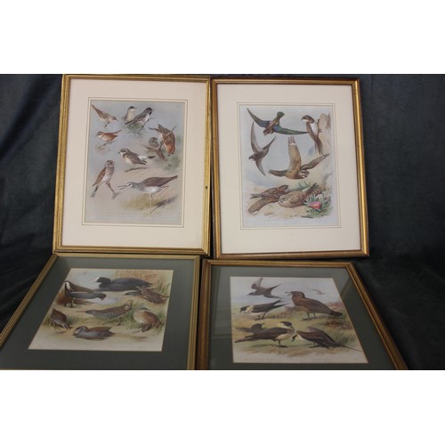 15 - After Archibald Thorburn - Four framed ornithological prints, and a quantity of unframed ornithologi... 