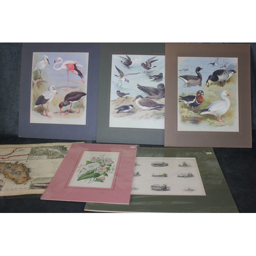 15 - After Archibald Thorburn - Four framed ornithological prints, and a quantity of unframed ornithologi... 