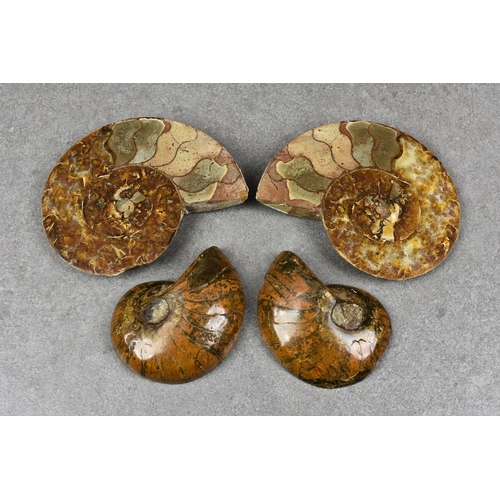229 - NATURAL HISTORY - Two cut and polished Ammonites, both displaying the distinctive pattern of the cro... 