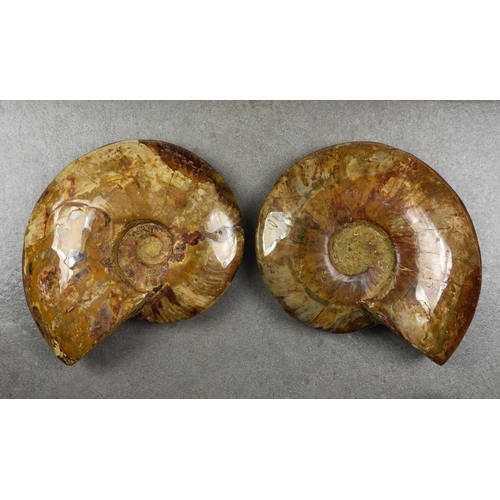 231 - NATURAL HISTORY - A pair of polished ammonite fossils, Madagascan, honey coloured, approximately 8½i... 