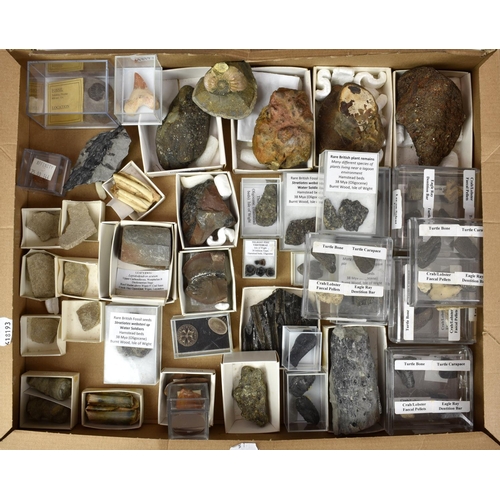 232 - NATURAL HISTORY - A large collection of various fossils, to include a curled up Trilbite on matrix; ... 