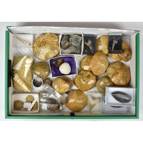 236 - NATURAL HISTORY - A large collection of various fossils, to include Sand Dollar (Echinoid), one with... 