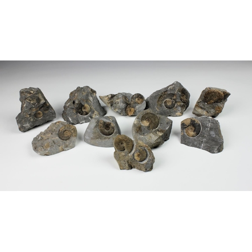 316 - NATURAL HISTORY - An ammonite fossil group (10), comprising ten pieces, having single or multiple am... 