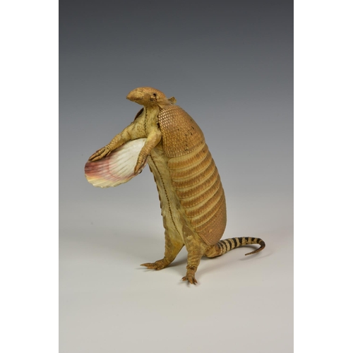 798 - A taxidermy armadillo waiter, modelled standing on its back legs, holding a scallop shell tray, 12in... 