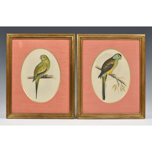 571 - A set of four hand coloured engravings of parrots, 19th century, mounted as ovals, 7 ½ x 5 ½in. (19 ... 