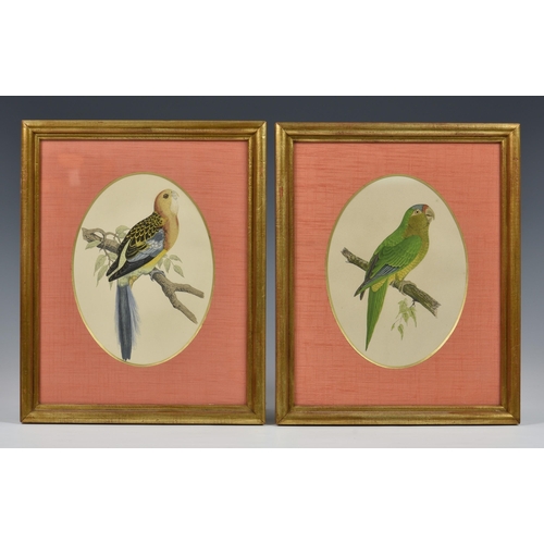 571 - A set of four hand coloured engravings of parrots, 19th century, mounted as ovals, 7 ½ x 5 ½in. (19 ... 