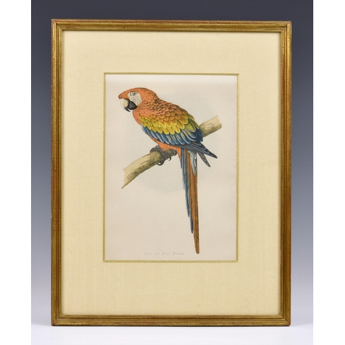 571 - A set of four hand coloured engravings of parrots, 19th century, mounted as ovals, 7 ½ x 5 ½in. (19 ... 