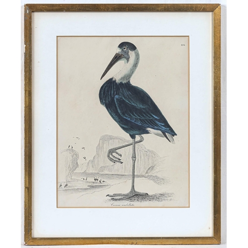 605 - A set of seven 19th century hand coloured ornithological prints, 10 ½ x 8in. (26.7 x 20.25cm.), glaz... 