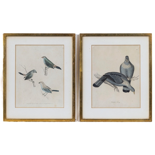 605 - A set of seven 19th century hand coloured ornithological prints, 10 ½ x 8in. (26.7 x 20.25cm.), glaz... 