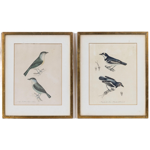 605 - A set of seven 19th century hand coloured ornithological prints, 10 ½ x 8in. (26.7 x 20.25cm.), glaz... 