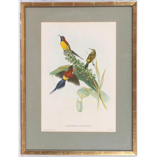 606 - After John Gould (British, 1804-1881), Seven photographic reproductions of coloured lithographs of e... 