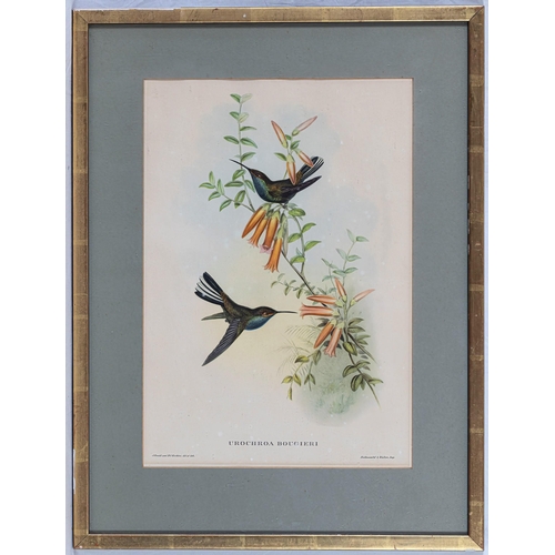 606 - After John Gould (British, 1804-1881), Seven photographic reproductions of coloured lithographs of e... 