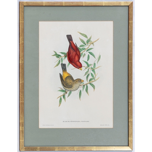 606 - After John Gould (British, 1804-1881), Seven photographic reproductions of coloured lithographs of e... 