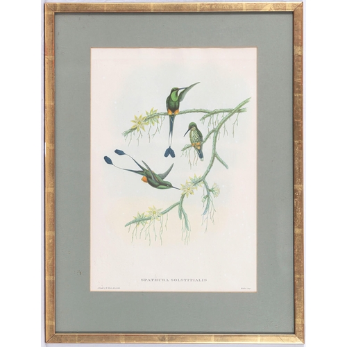 606 - After John Gould (British, 1804-1881), Seven photographic reproductions of coloured lithographs of e... 