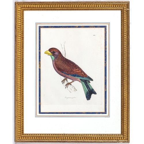 607 - English School, early 20th century, Five hand coloured etchings of exotic birds, comprising Momotus ... 